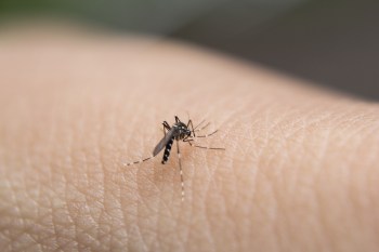 A mosquito on human skin.