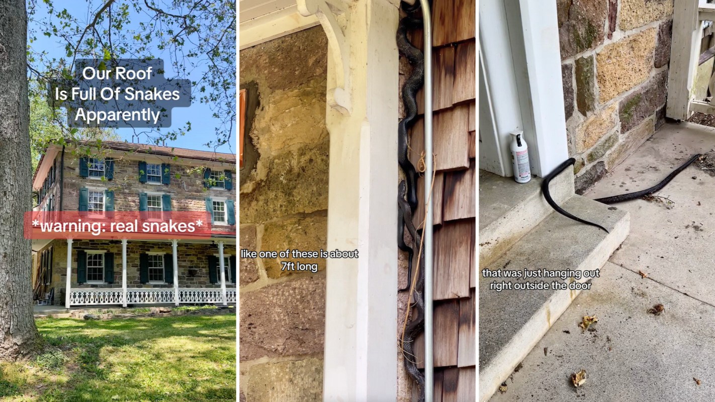 A historic house overrun with snakes.