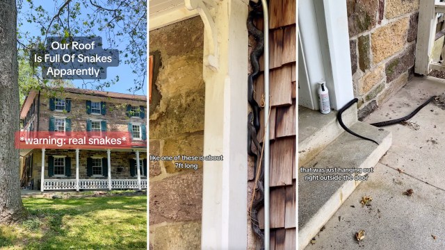 A historic house overrun with snakes.