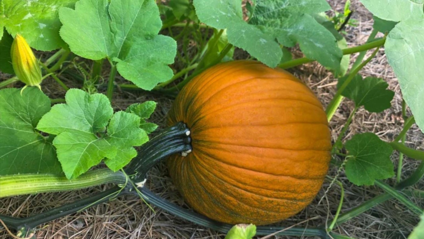 A ripe orange pumpkin nestled among green leaves in a garden.