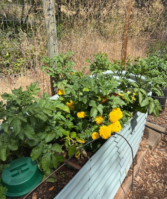 A raised garden bed with flowers being overtaken by potato plants. 
