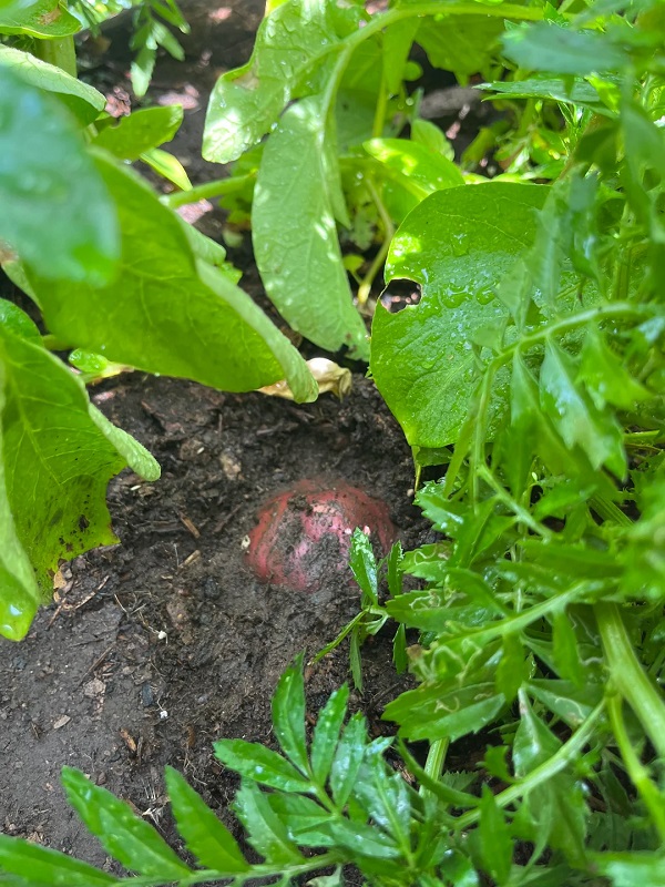 A red potato plant.