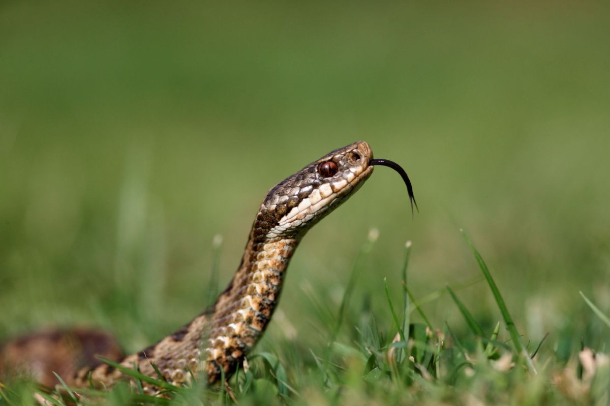 An adder snake with its tongue flicking.