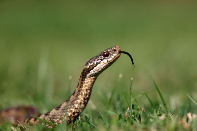 An adder snake with its tongue flicking.