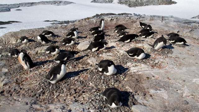 Adélie penguins gathered on a pebbled island.
