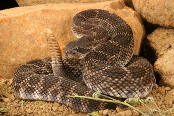 Adult rattlesnakes generally deliver more dangerous bites than babies because they carry and inject much more venom.