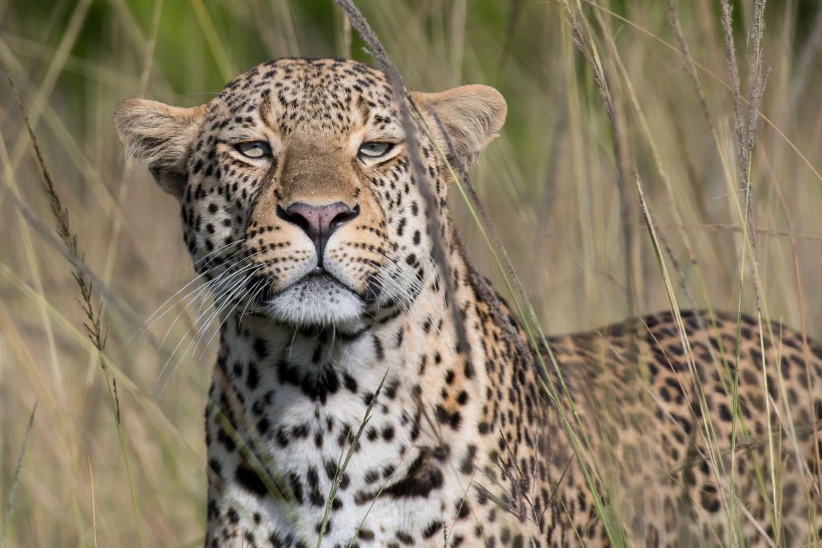 A male African leopard.