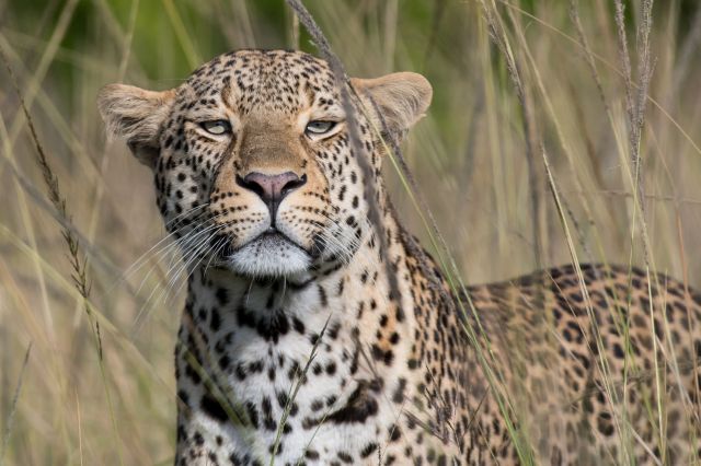 A male African leopard.