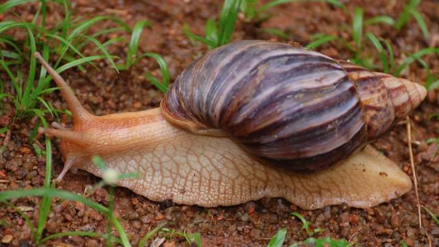 A large brown and striped snail slowly crawling on moist ground amidst small grass and soil.