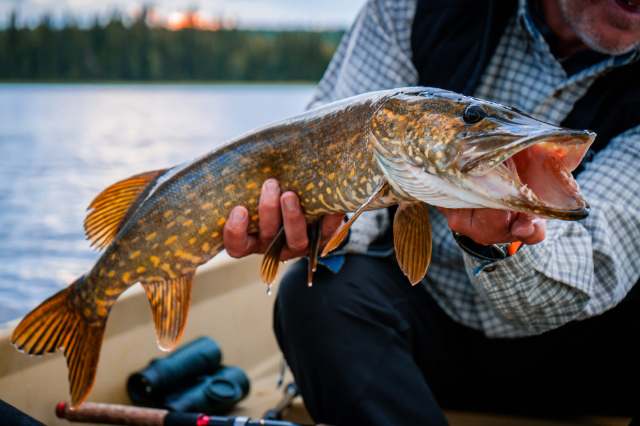A person holding a large northern pike fish in a boat, with a lake and trees in the background.