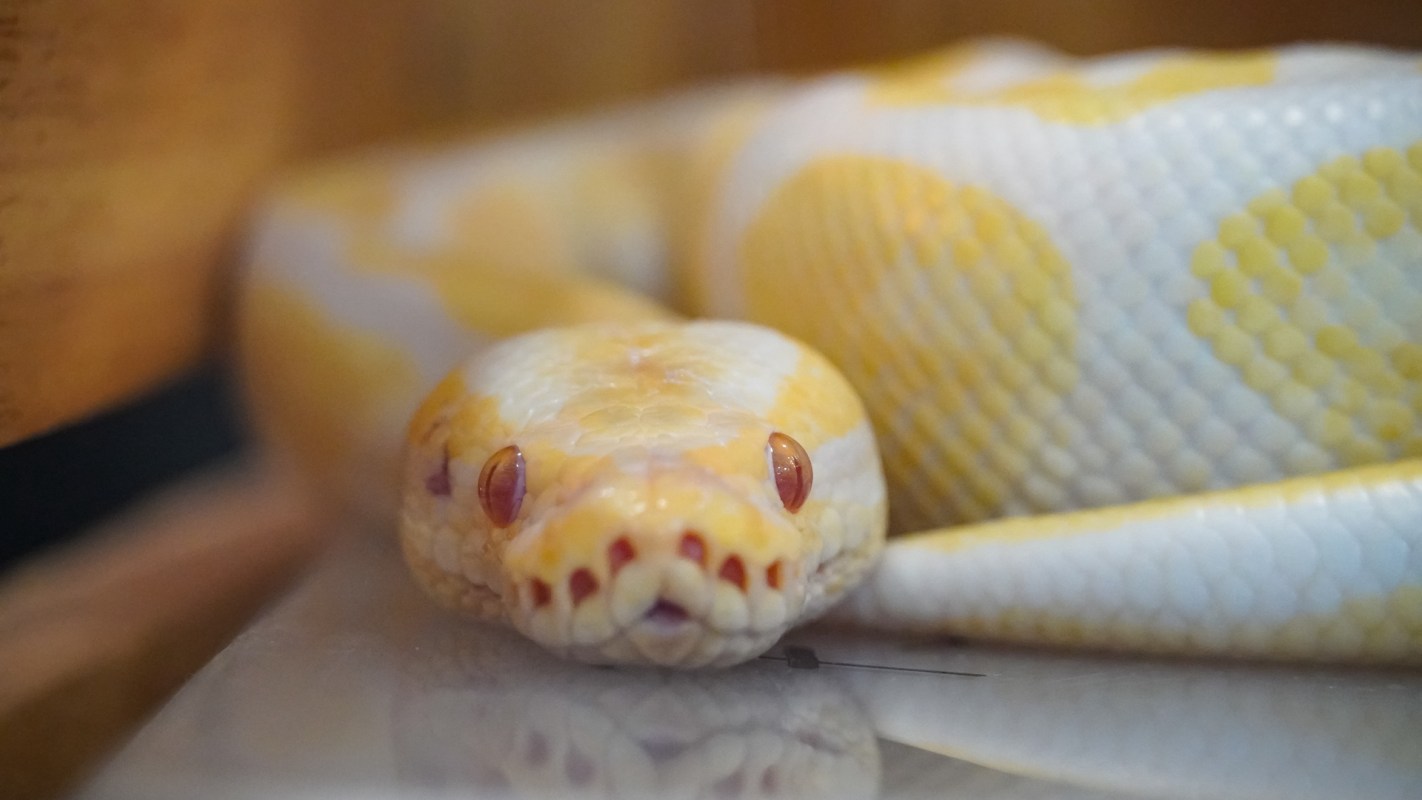 A close-up of a yellow and white ball python resting with its head in focus.