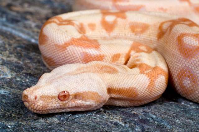 A close-up of an albino boa constrictor resting on a textured surface.