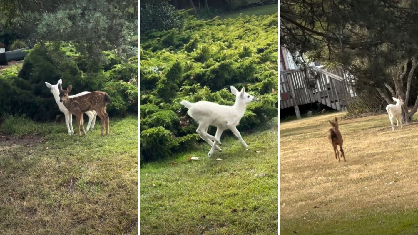Two deer, one white and the other brown with spots, are seen in a grassy area, along with a white deer running.
