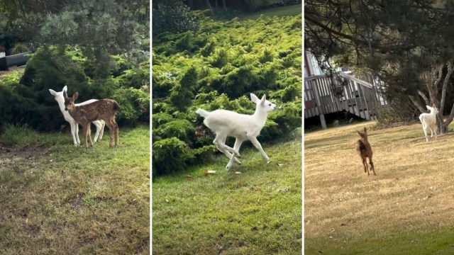 Two deer, one white and the other brown with spots, are seen in a grassy area, along with a white deer running.