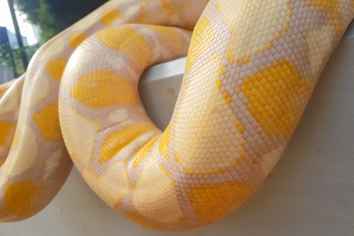 Coils of a yellow and white snake.