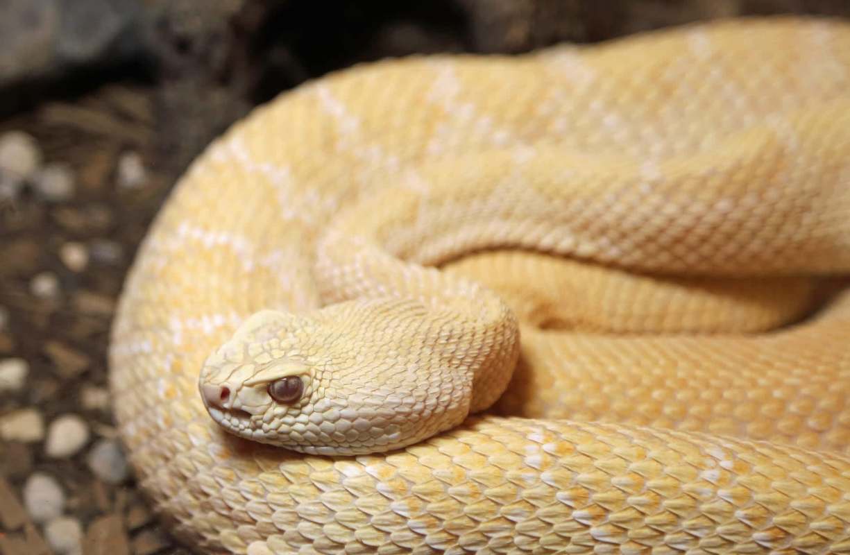 A coiled albino rattlesnake.