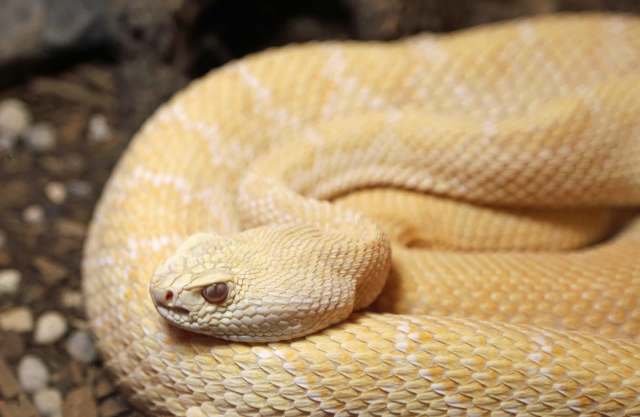 A coiled albino rattlesnake.