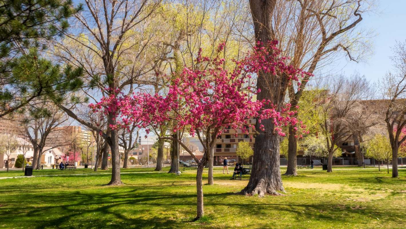 A park with pink flowering trees.