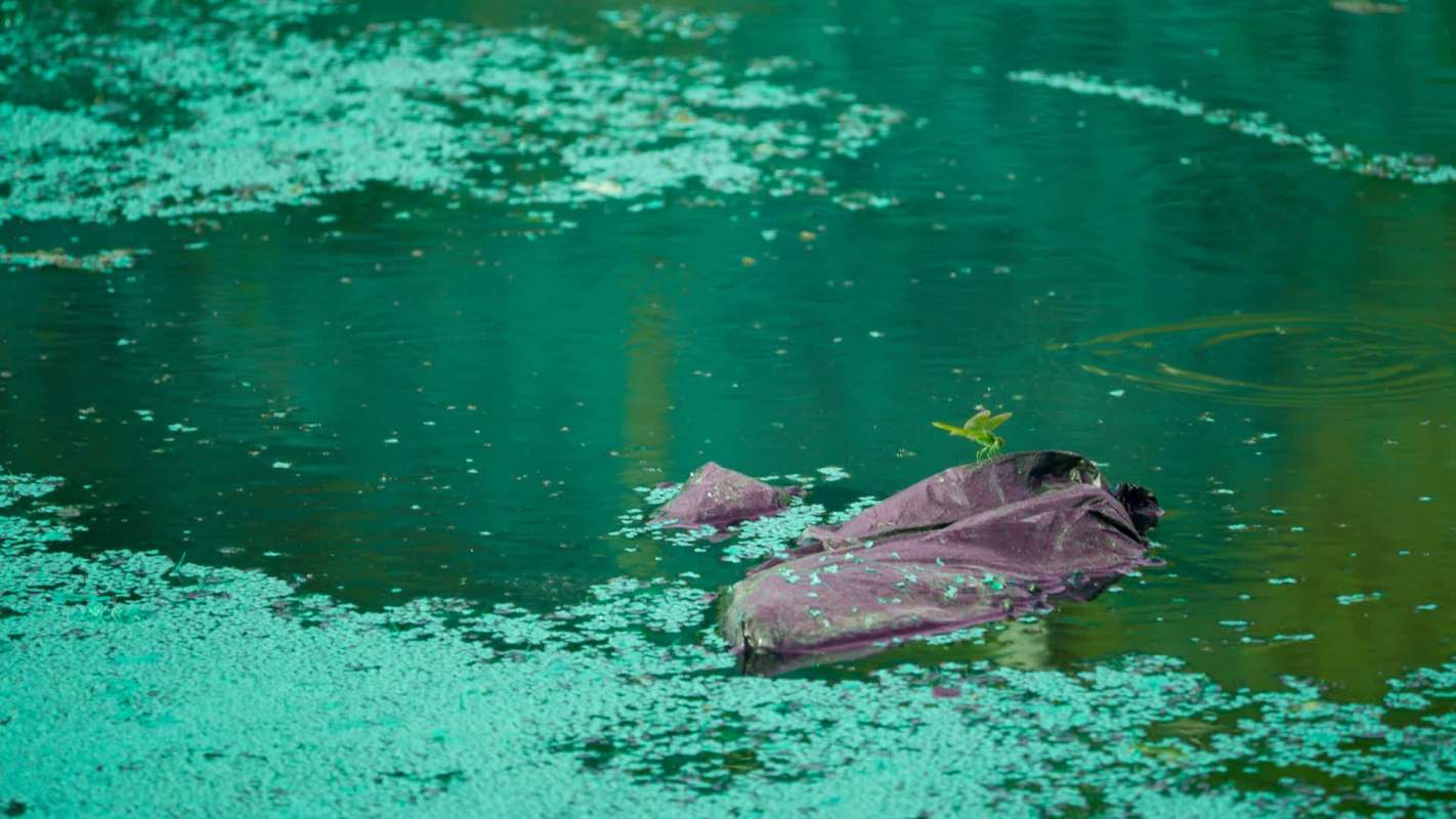 A discarded plastic bag is partially submerged in green algae-covered water.