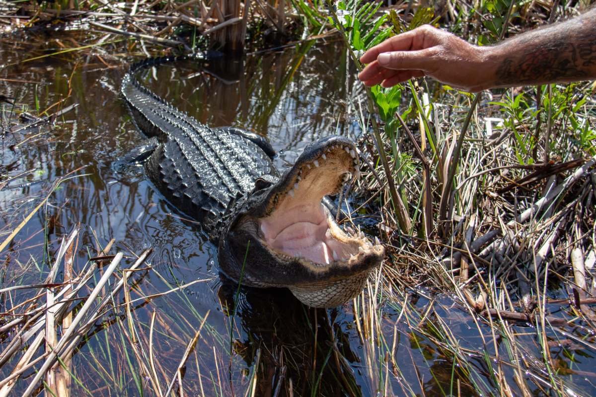 A hand stretching over an alligator's open mouth.