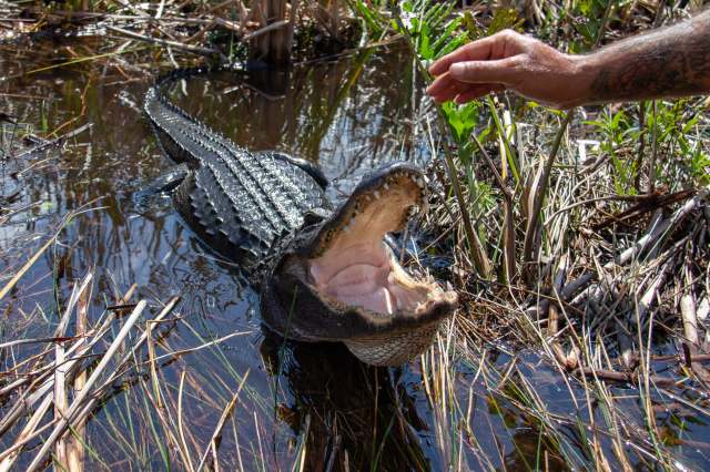 A hand stretching over an alligator's open mouth.