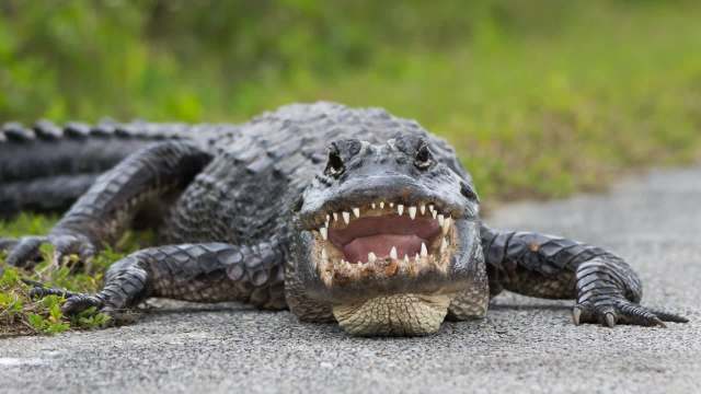 An alligator lies on a road, its mouth open to reveal sharp teeth and a textured, scaly body.