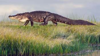 A large crocodile walking along a grassy area beside a body of water under a cloudy sky.