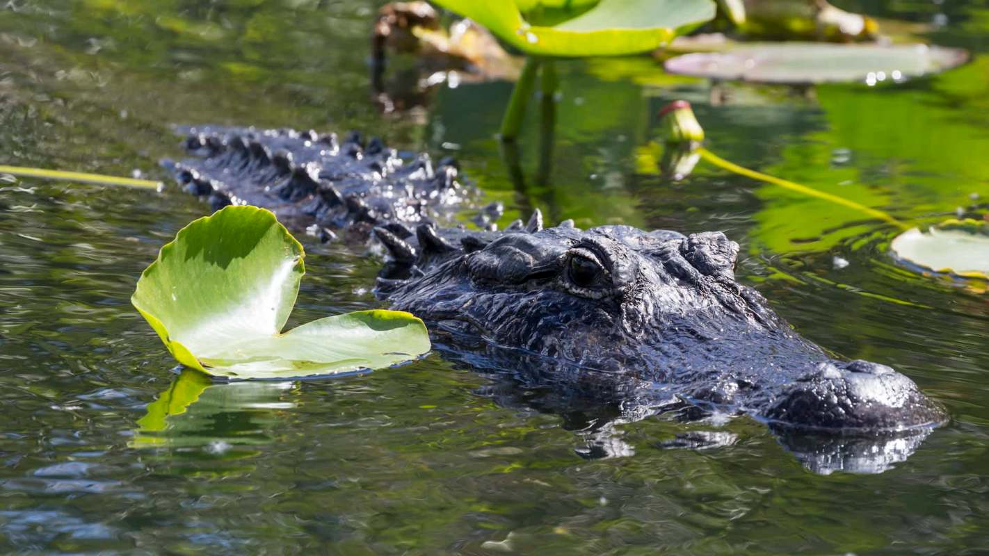 A close-up of a crocodile's head partially submerged in water with lily pads floating nearby.