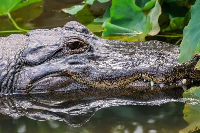 An American alligator.