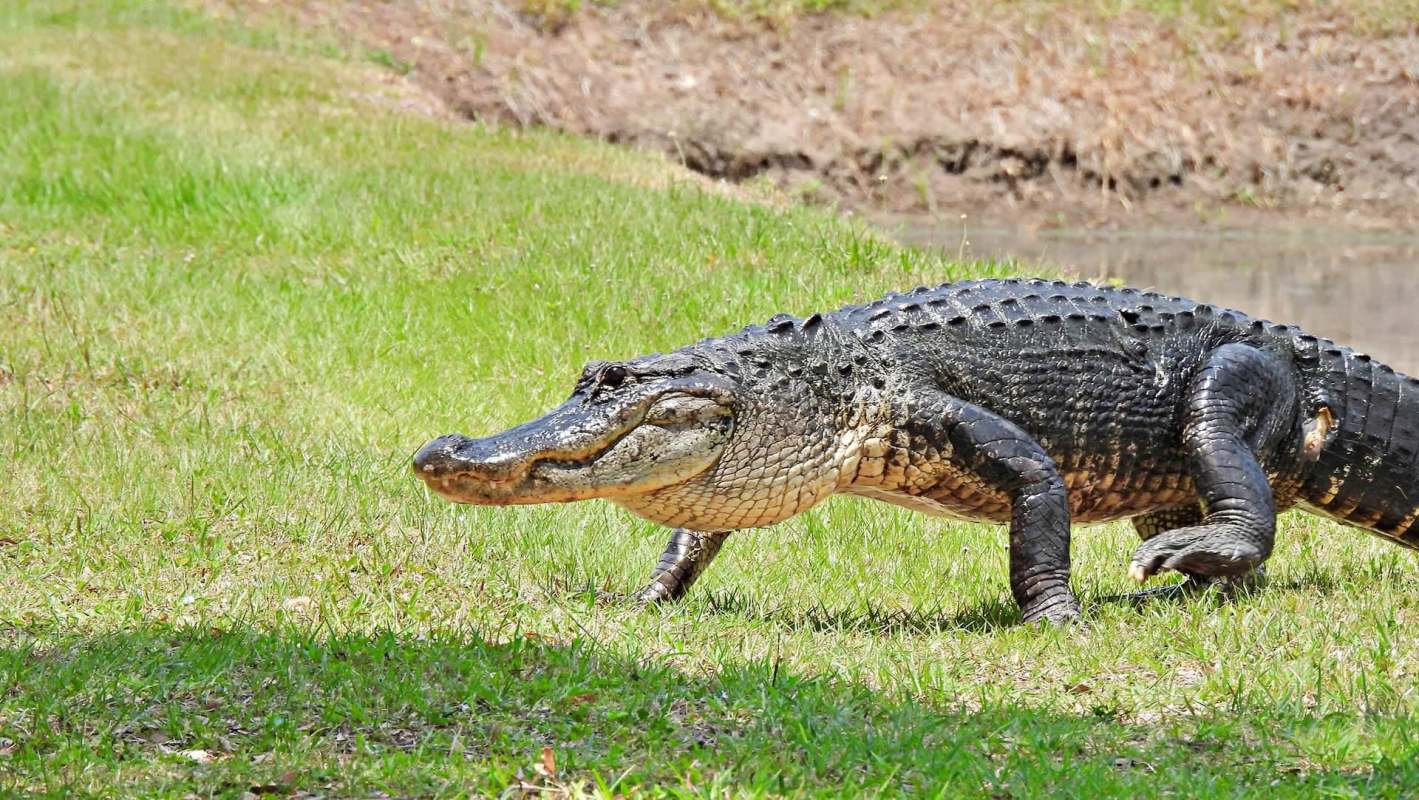 An alligator walking on grassy terrain near a water body.