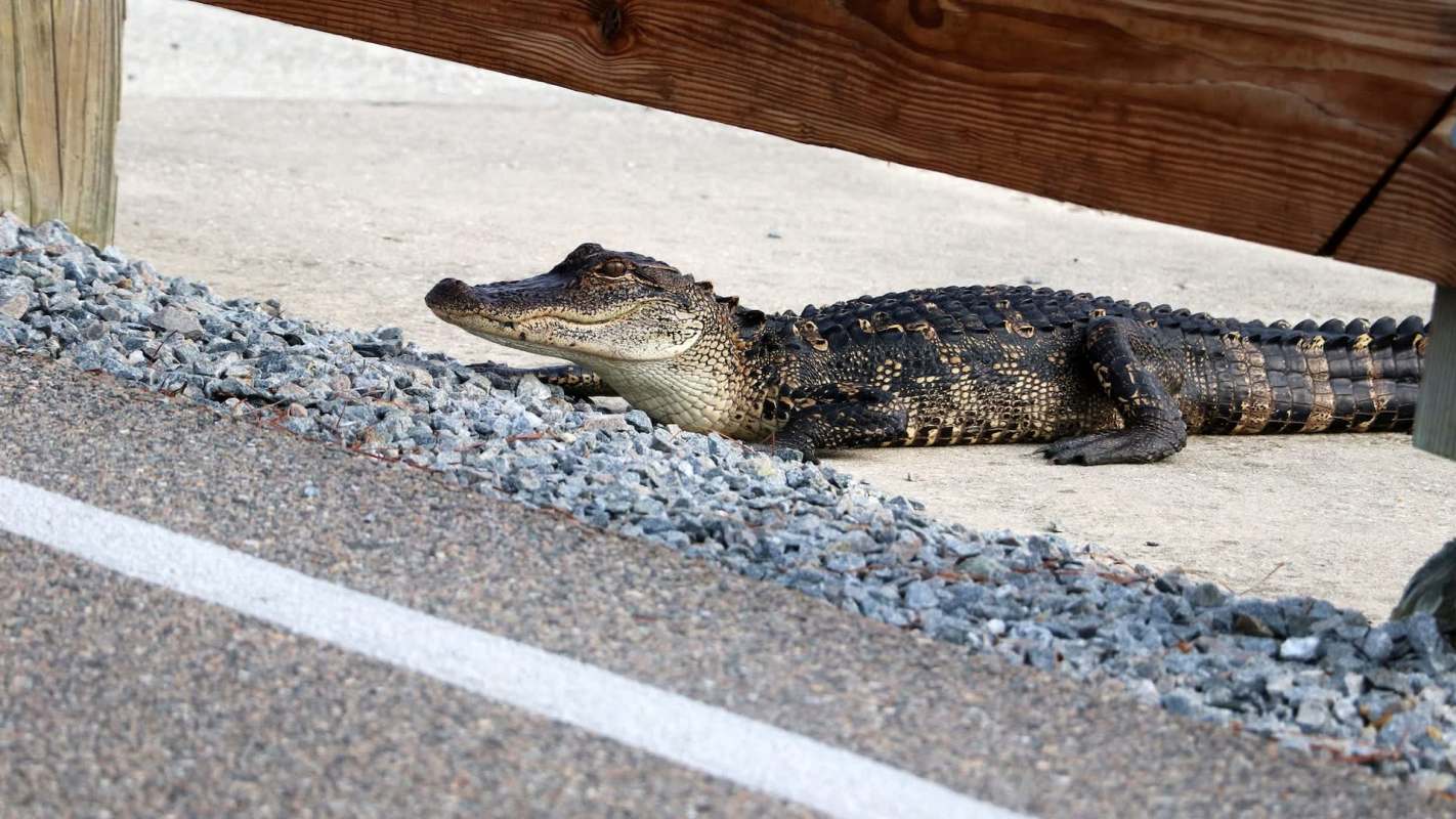 An alligator near a road.