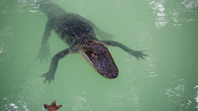 A swimming alligator.