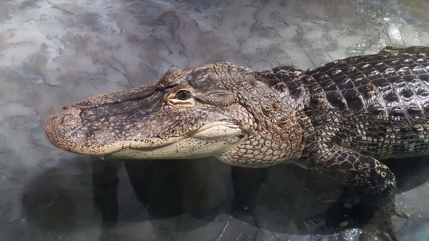 An alligator.