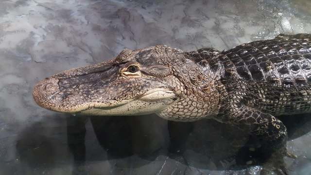 An alligator.