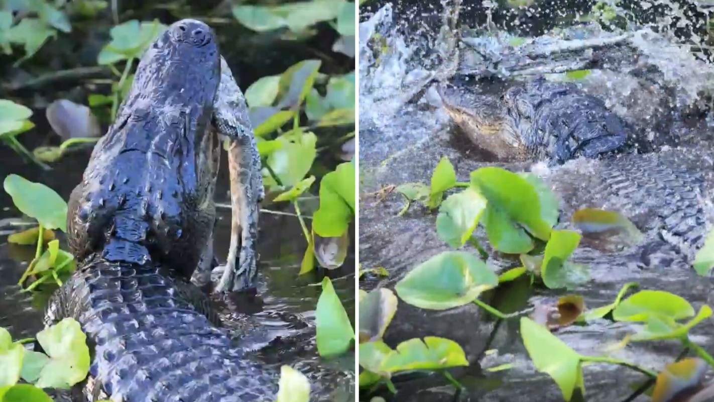 An alligator emerging from water with a python in its mouth.