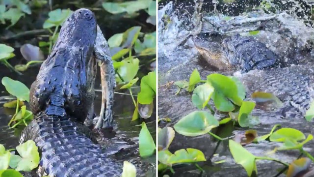 An alligator emerging from water with a python in its mouth.