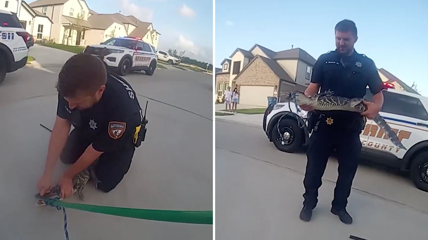 A police officer holds an alligator on a residential street with police vehicles nearby.