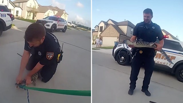 A police officer holds an alligator on a residential street with police vehicles nearby.