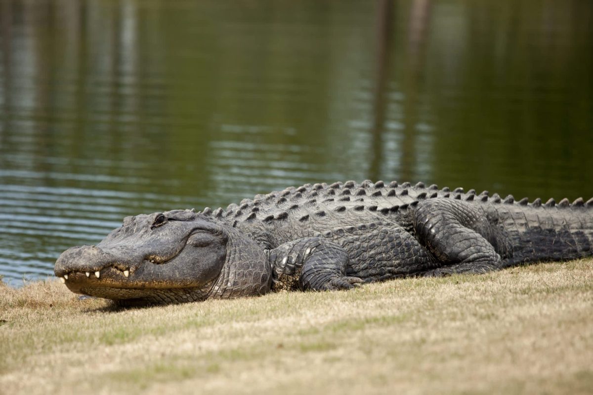 An alligator rests on the shore near a calm body of water.