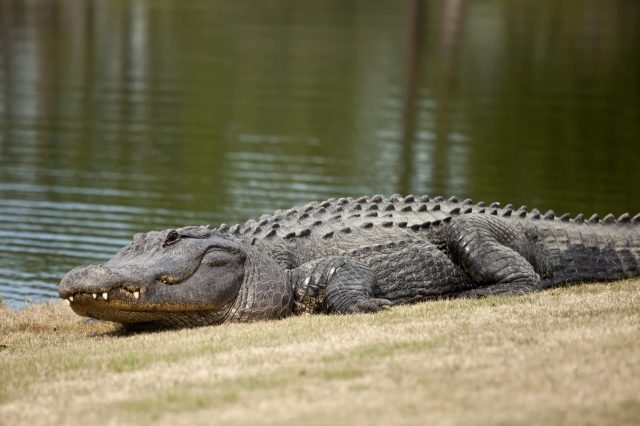An alligator rests on the shore near a calm body of water.