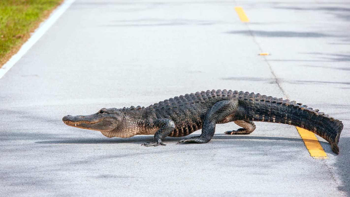 An alligator crossing a road.