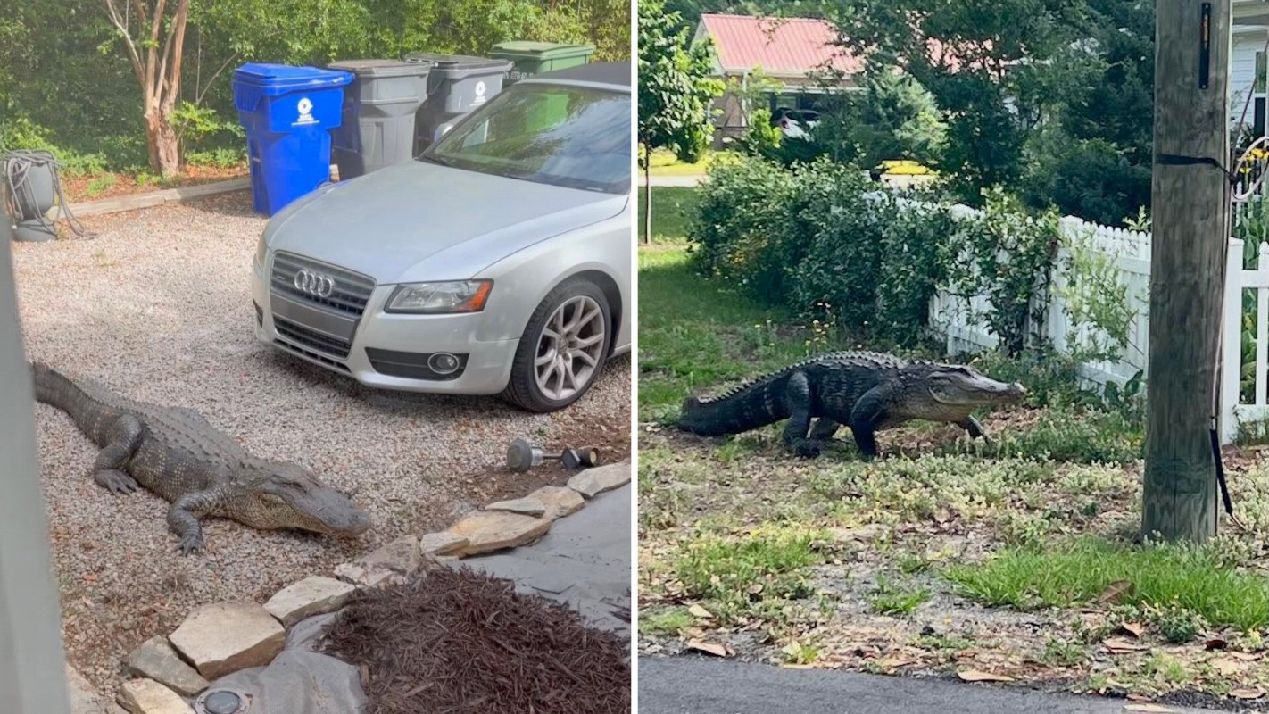 An alligator roaming a neighborhood.