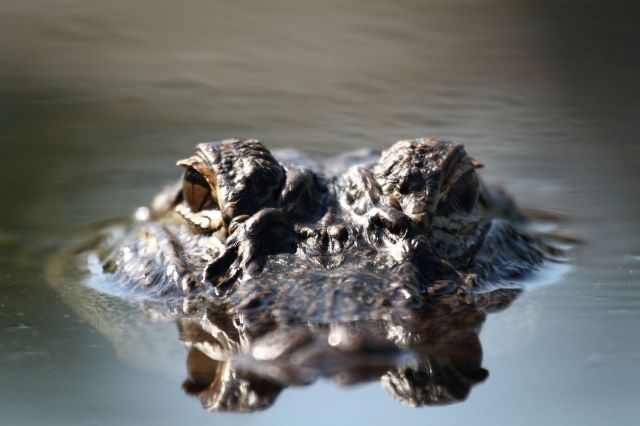 A close-up view of a crocodile's head partially submerged in water, with focused eyes and textured skin.