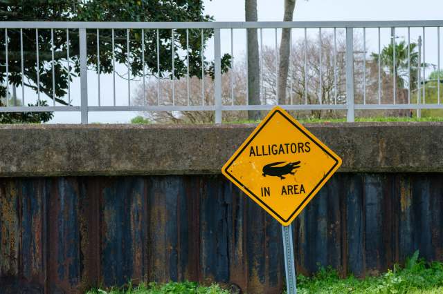 A caution sign warns of alligators in the area, set against a backdrop of rusted metal and greenery.