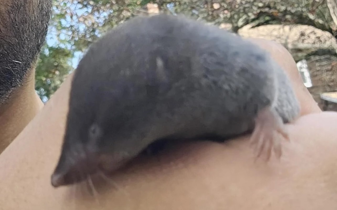 A close-up of a small, gray shrew resting on a person's arm outdoors.