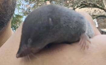 A close-up of a small, gray shrew resting on a person's arm outdoors.