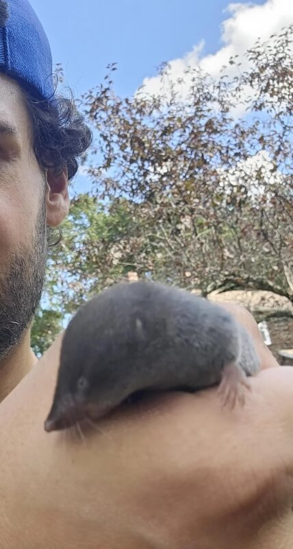 A close-up of a small mammal sitting on a man's shoulder.