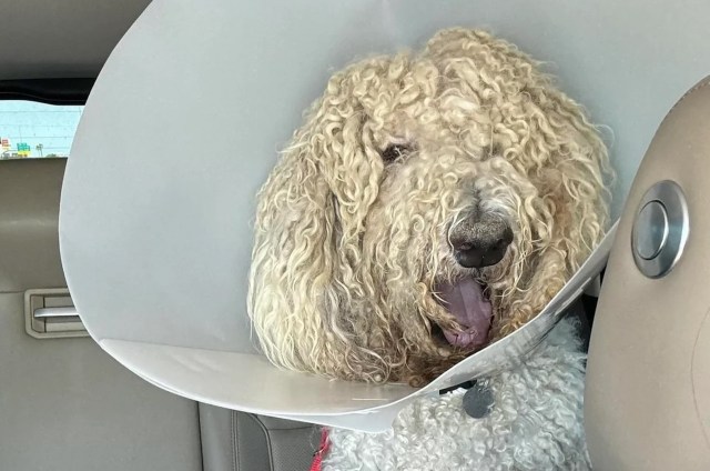 A curly-haired dog wearing a cone collar sits in a car, looking toward the camera with its mouth open.