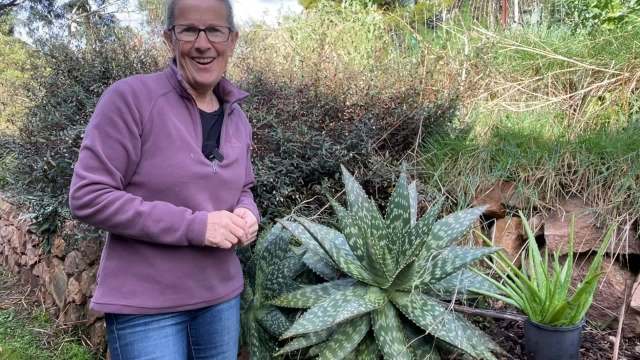A woman standing in her garden in front of an aloe plant.