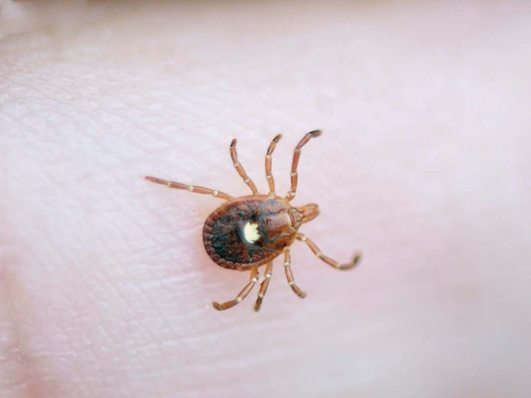 A close-up of a tick crawling on human skin.